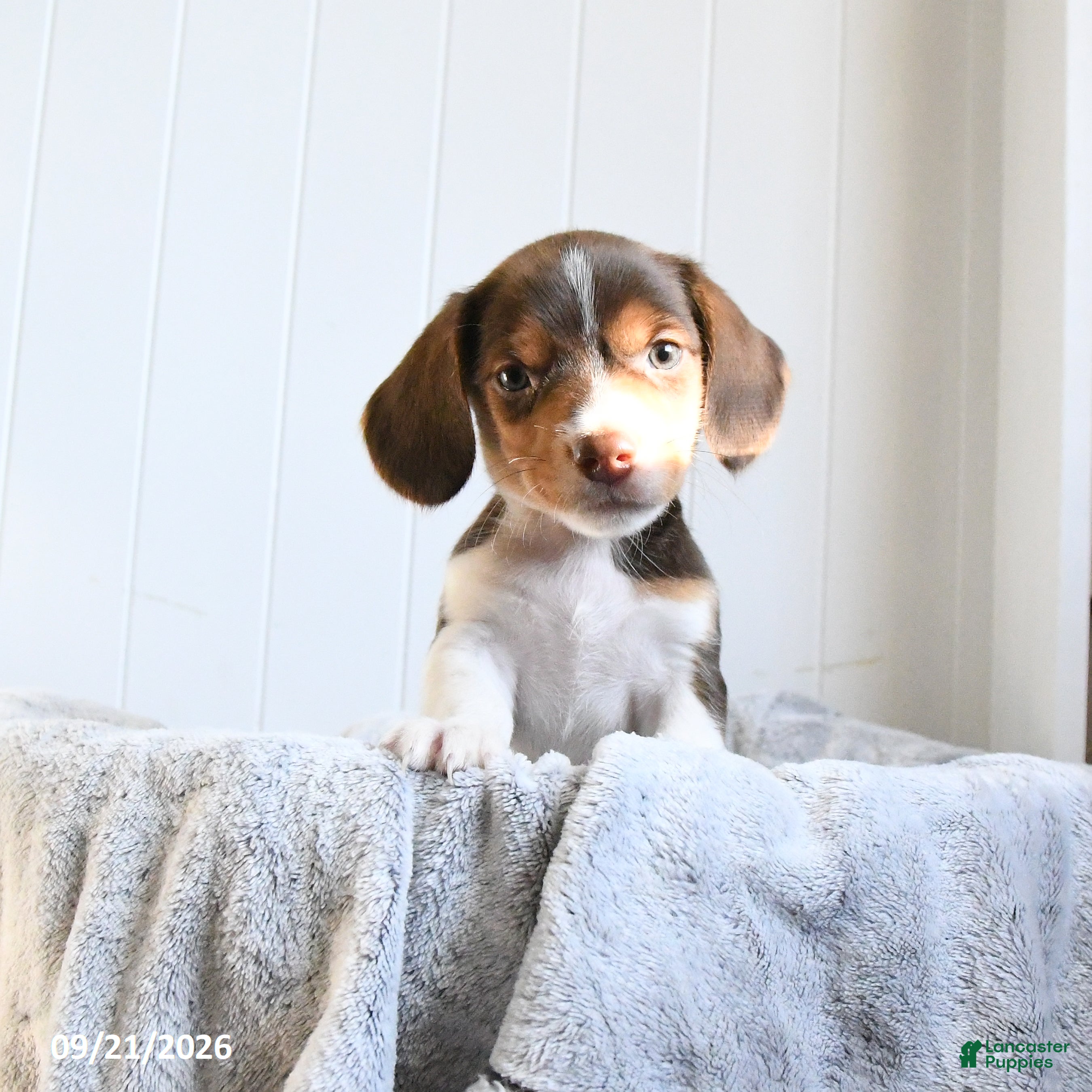 Mixed Breed dogs Carmel - Ad 1