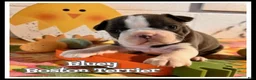 Boston Terrier dogs for sale: Bluey - Ad 1