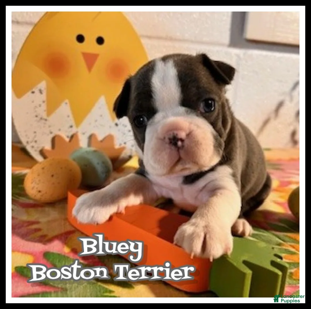 Boston Terrier dogs for sale: Bluey - Ad 1