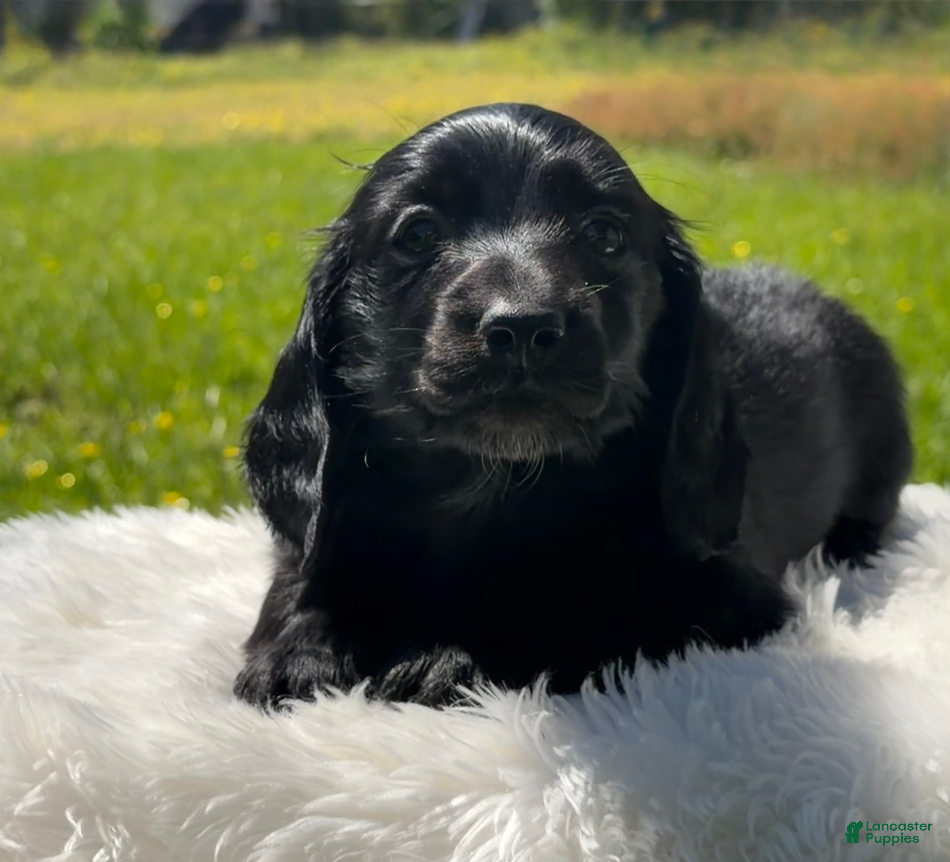 Miniature Dachshund dogs for sale: Minks  - Ad 3