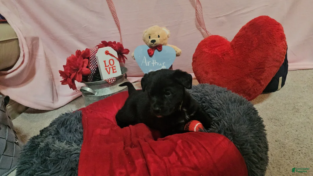 Mixed Breed dogs for sale: Max - Ad 4