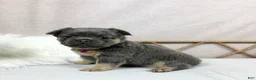 French Bulldog dogs for sale: French Bulldog Puppy 2 - Ad 2