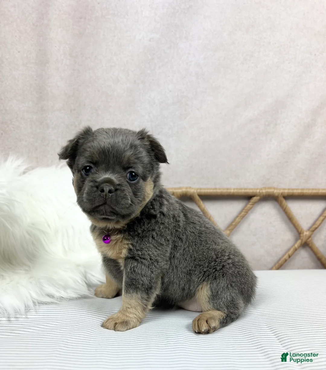 French Bulldog dogs for sale: French Bulldog Puppy 2 - Ad 2