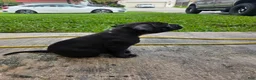 American Bully dogs for sale: American Bully 3 - Ad 2