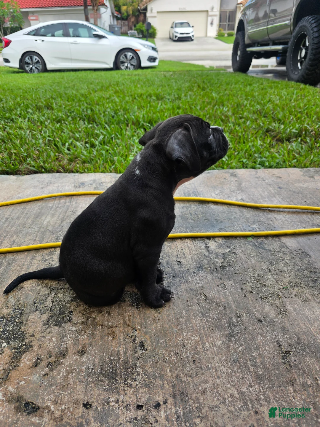 American Bully dogs for sale: American Bully 3 - Ad 2