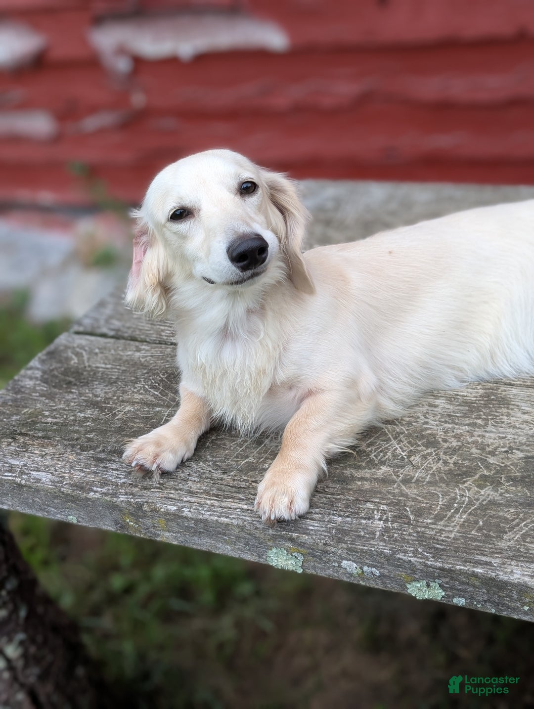 Miniature Dachshund dogs for sale: Miniature Dachshund Puppy 2 - Ad 8