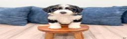 Mini Bernedoodle dogs for sale: Molly - Ad 4