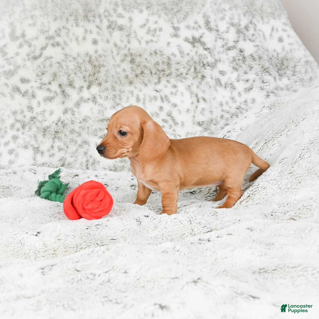 Miniature Dachshund dogs for sale: Carmen - Ad 8