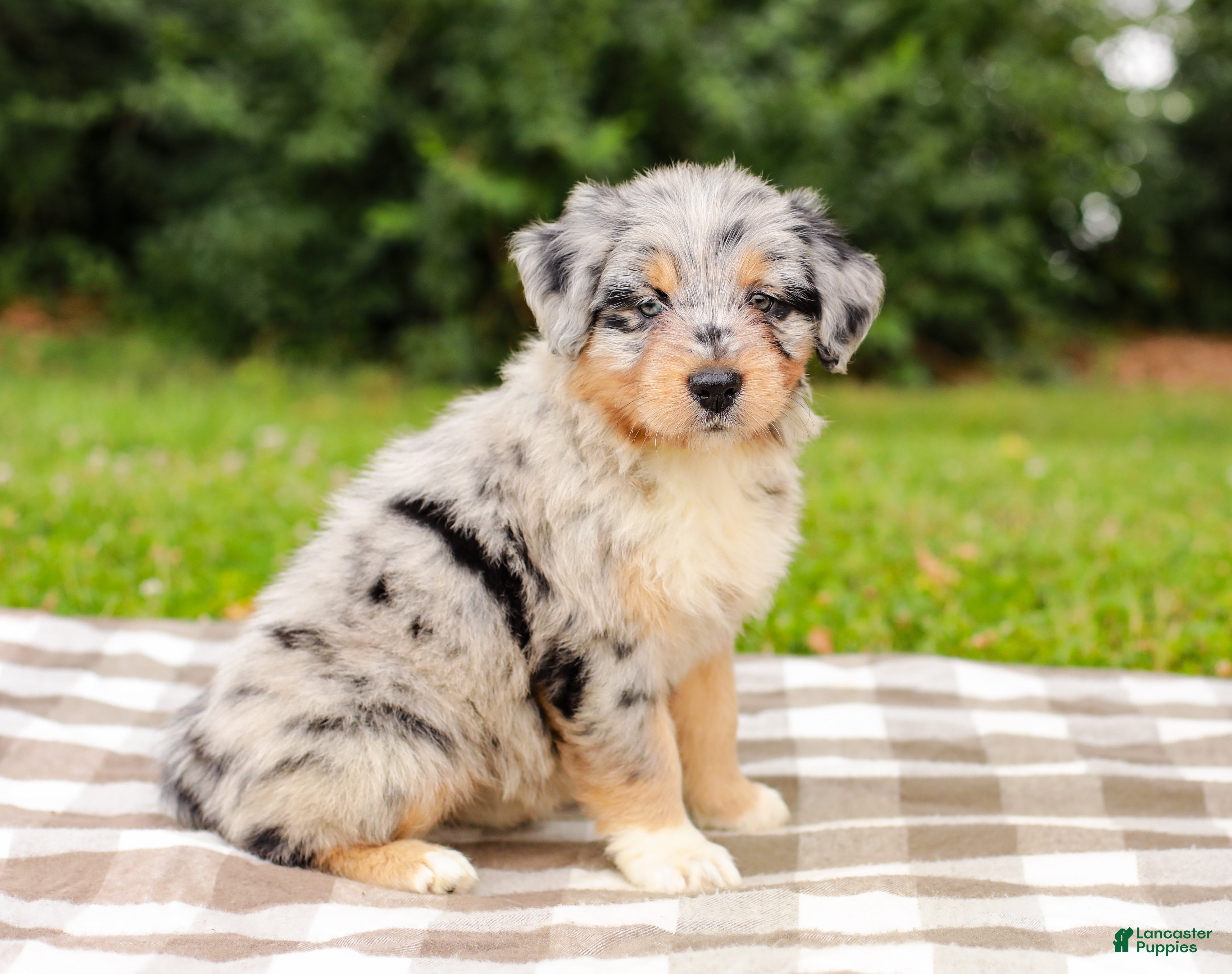 Aussiedoodle dogs Addie Standard Sized - Ad 1