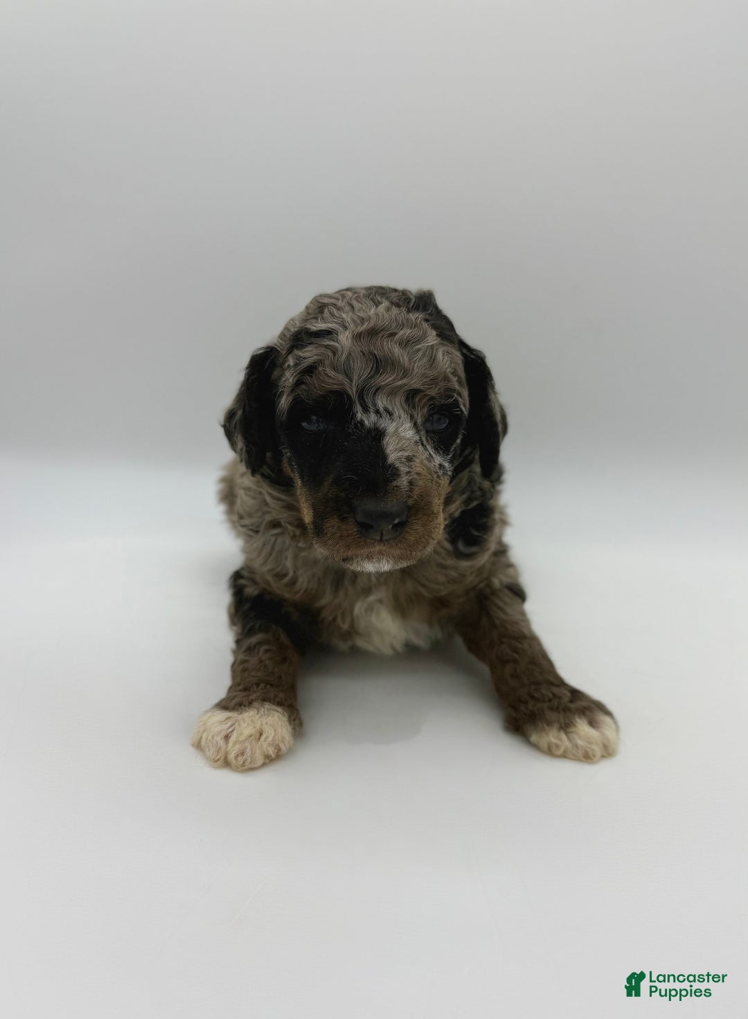 Standard Poodle dogs for sale: Birch - Ad 5