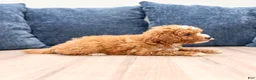 Mini Goldendoodle dogs for sale: Myla - Ad 3