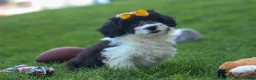 Corgipoo dogs for sale: NORMAN - Ad 11