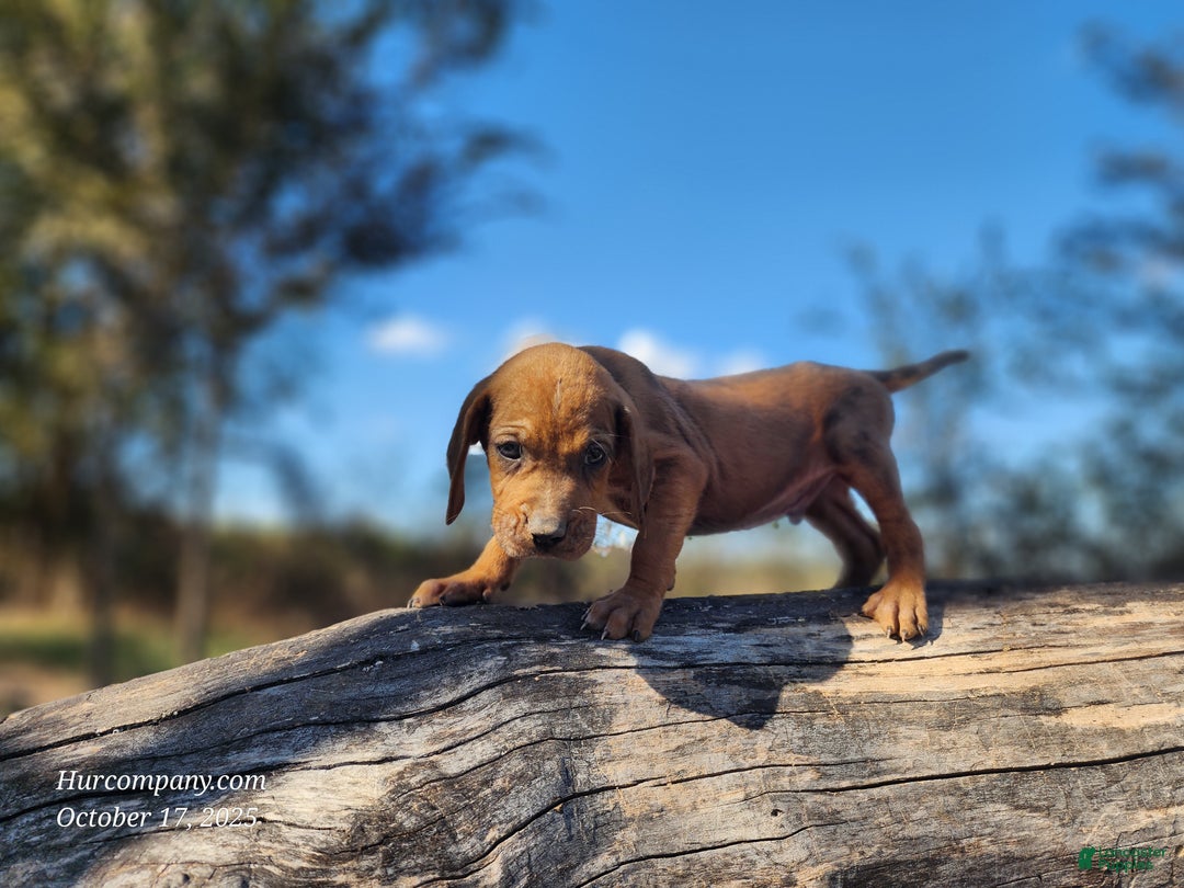 Mixed Breed dogs for sale: Fall 2025 Bloodahoula Male 2 - Ad 7