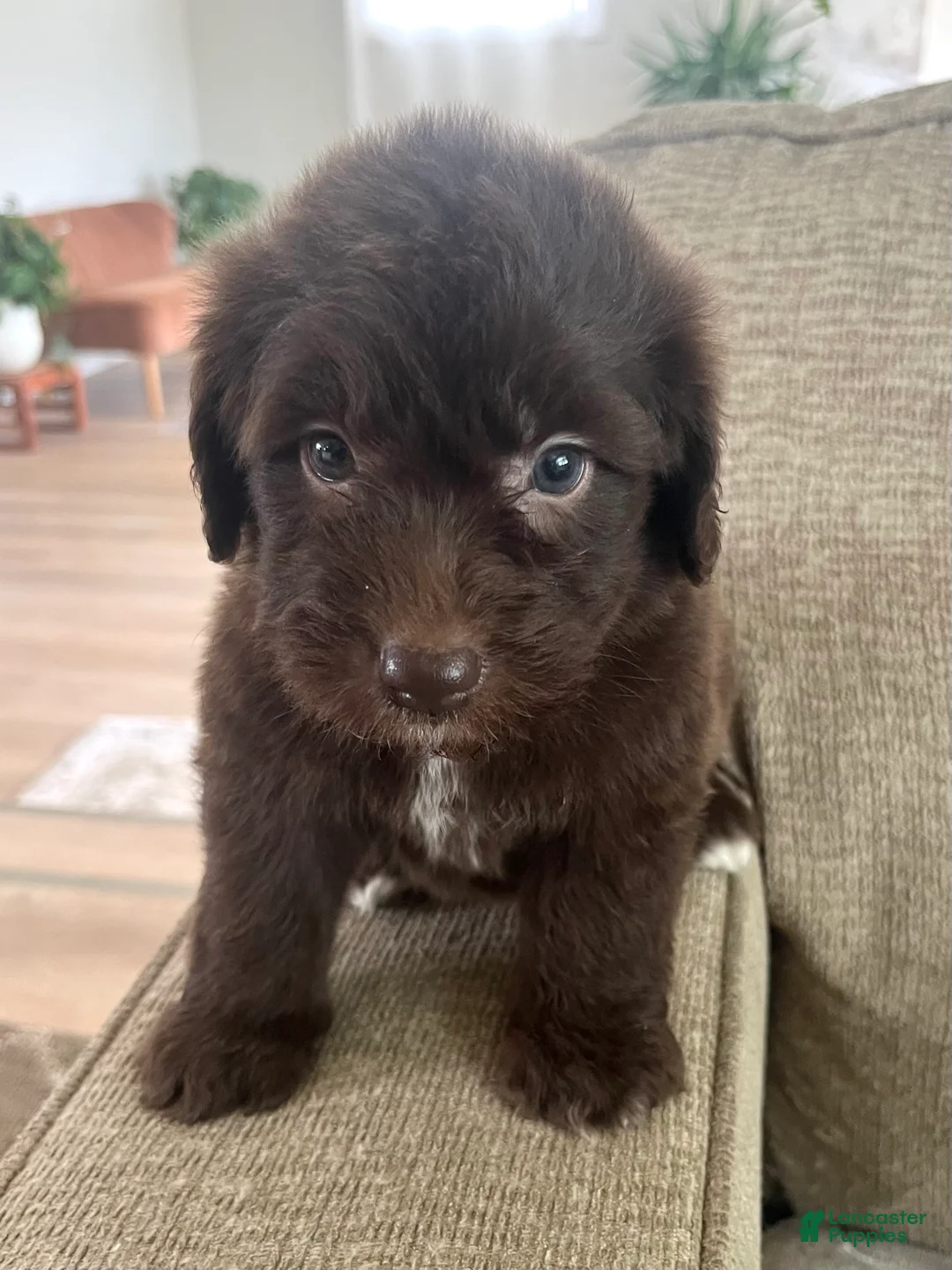 Mixed Breed dogs for sale: Brown Betty - Ad 1