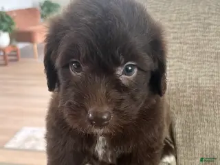 Mixed Breed dogs for sale: Brown Betty - Ad 1