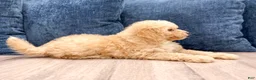 Miniature Poodle dogs for sale: Buddy - Ad 5