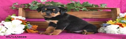 Rottweiler dogs for sale: Natasha - Ad 3
