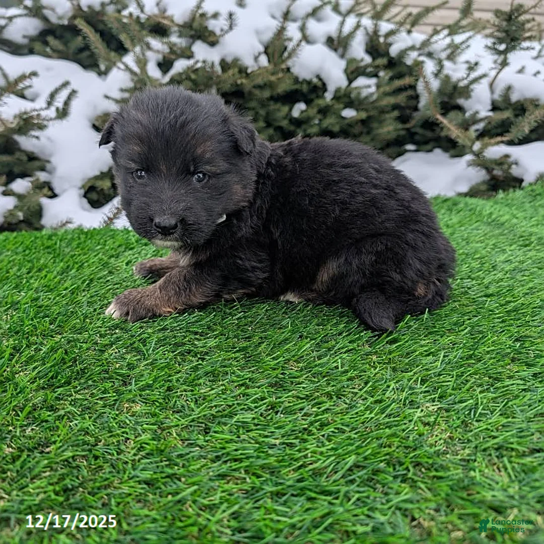 German Shepherd dogs for sale: Milo - Ad 4