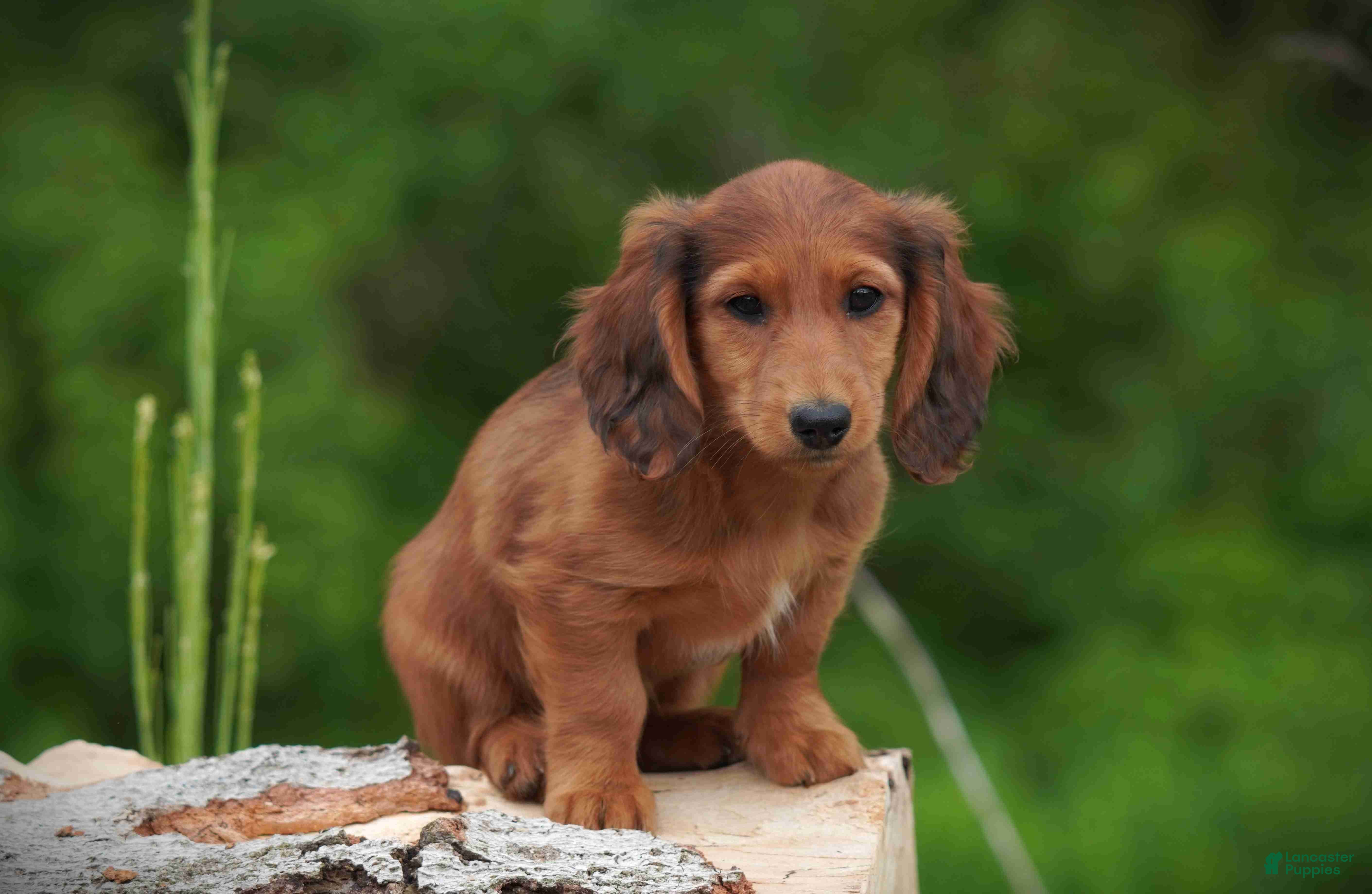 Miniature Dachshund dogs Dixie - Ad 2