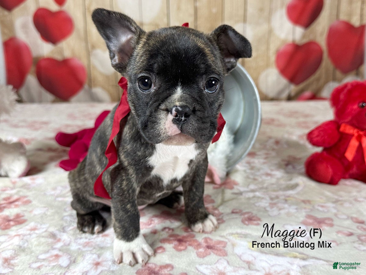 Mixed Breed dogs Maggie - Ad 1