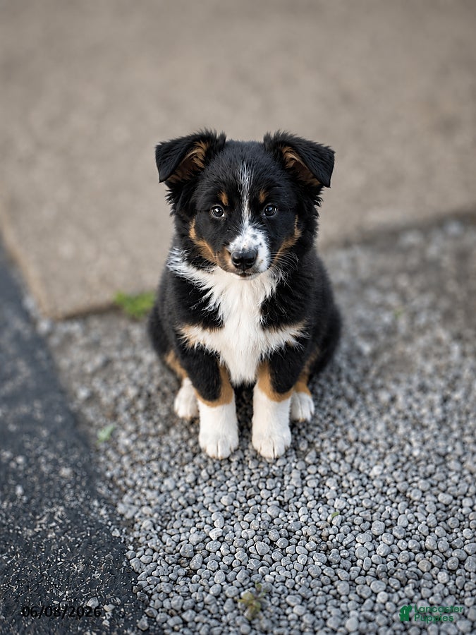 Australian Shepherd dogs Daisy - Ad 2