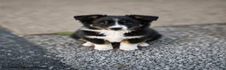 Australian Shepherd dogs for sale: Daisy - Ad 2