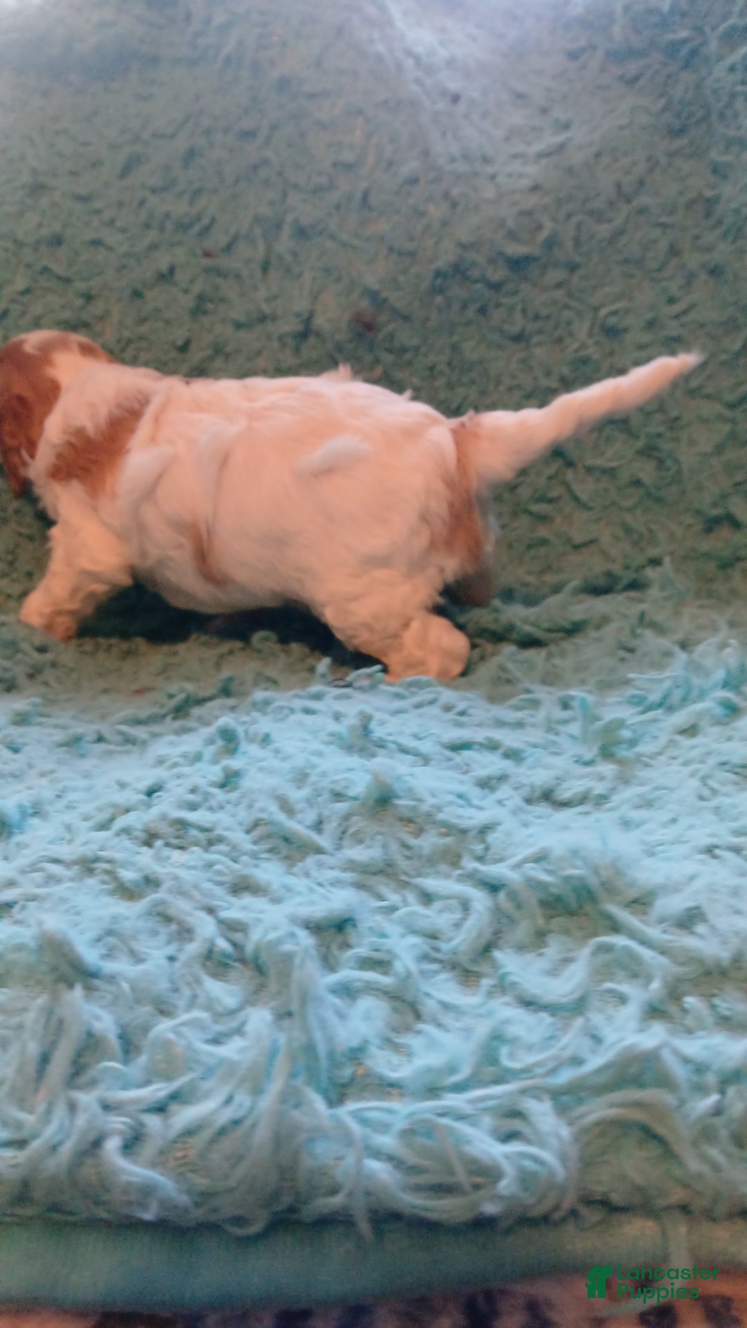 Cavapoo dogs for sale: Teddy Jr.  - Ad 8