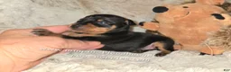 Miniature Pinscher dogs for sale: AKC Carter - Ad 4