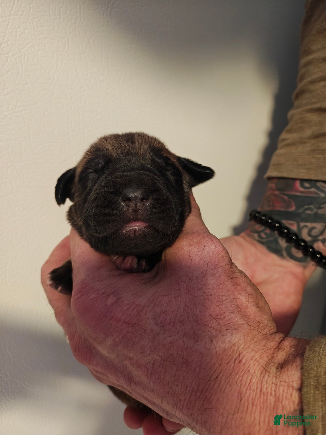 Cane Corso dogs for sale: Venus - Female - Ad 1