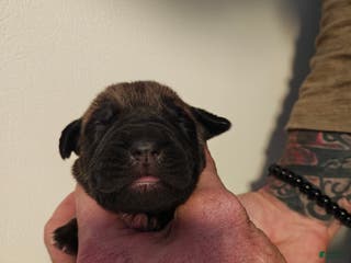 Cane Corso dogs Venus - Female - Ad 5