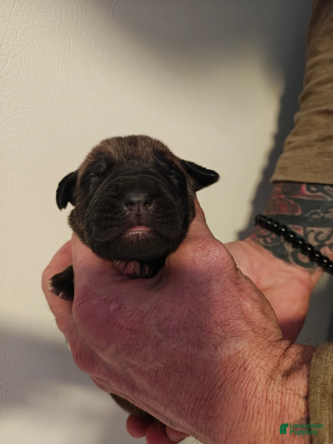 Cane Corso dogs for sale: Venus - Female - Ad 1