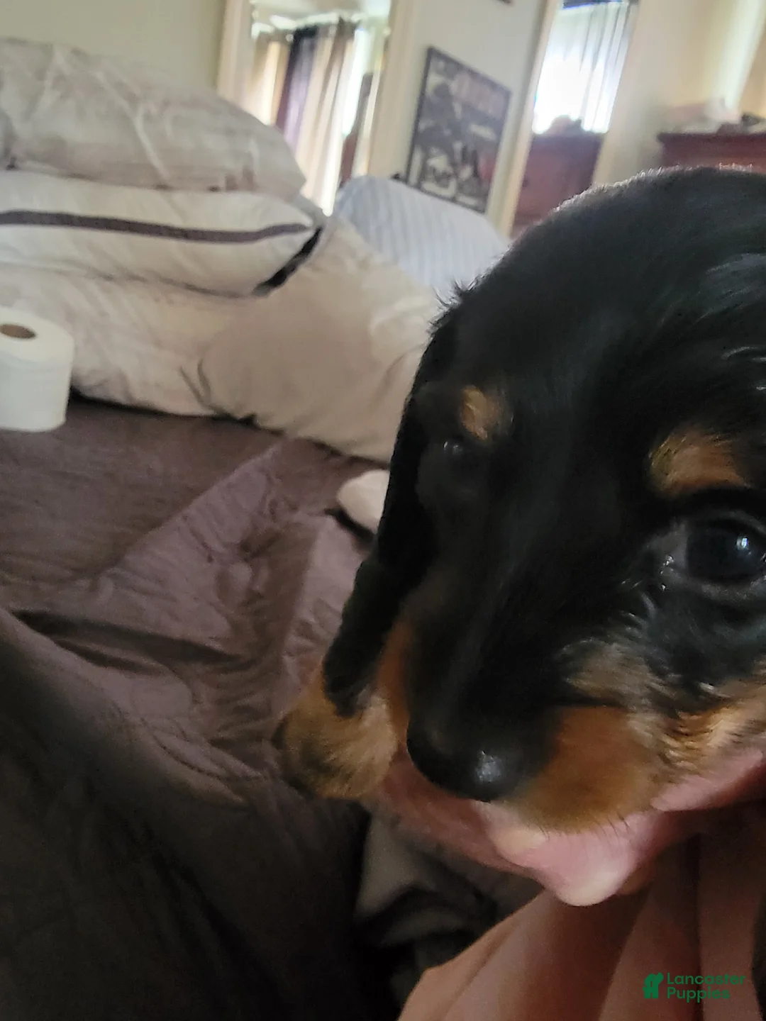 Miniature Dachshund dogs for sale: Miniature Dachshund Puppy 1 - Ad 3