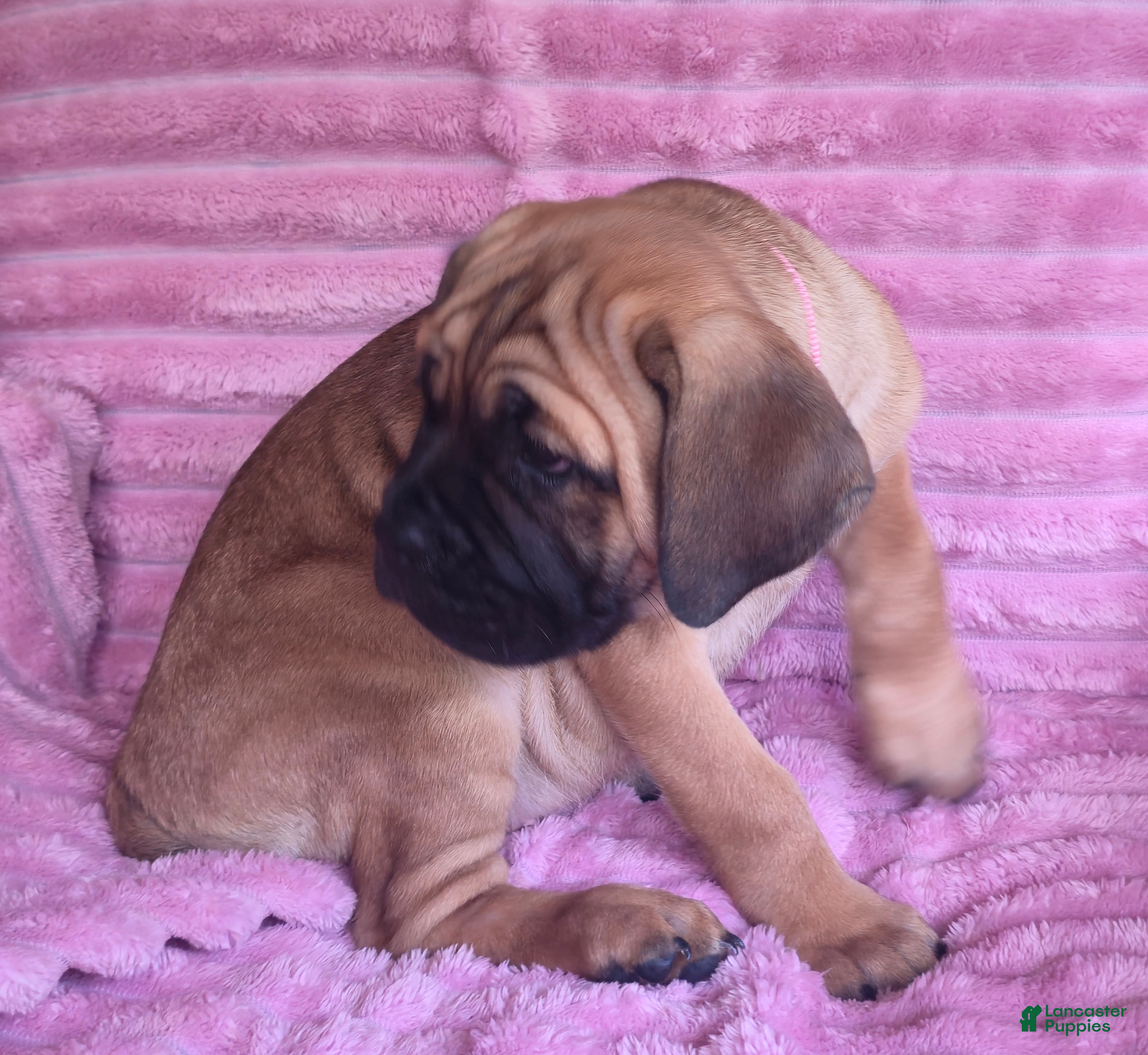 Cane Corso dogs Abby - Ad 2