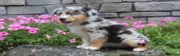 Australian Shepherd dogs for sale: Pebbles - Ad 7