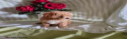 Toy Poodle dogs for sale: Sunny - Ad 4
