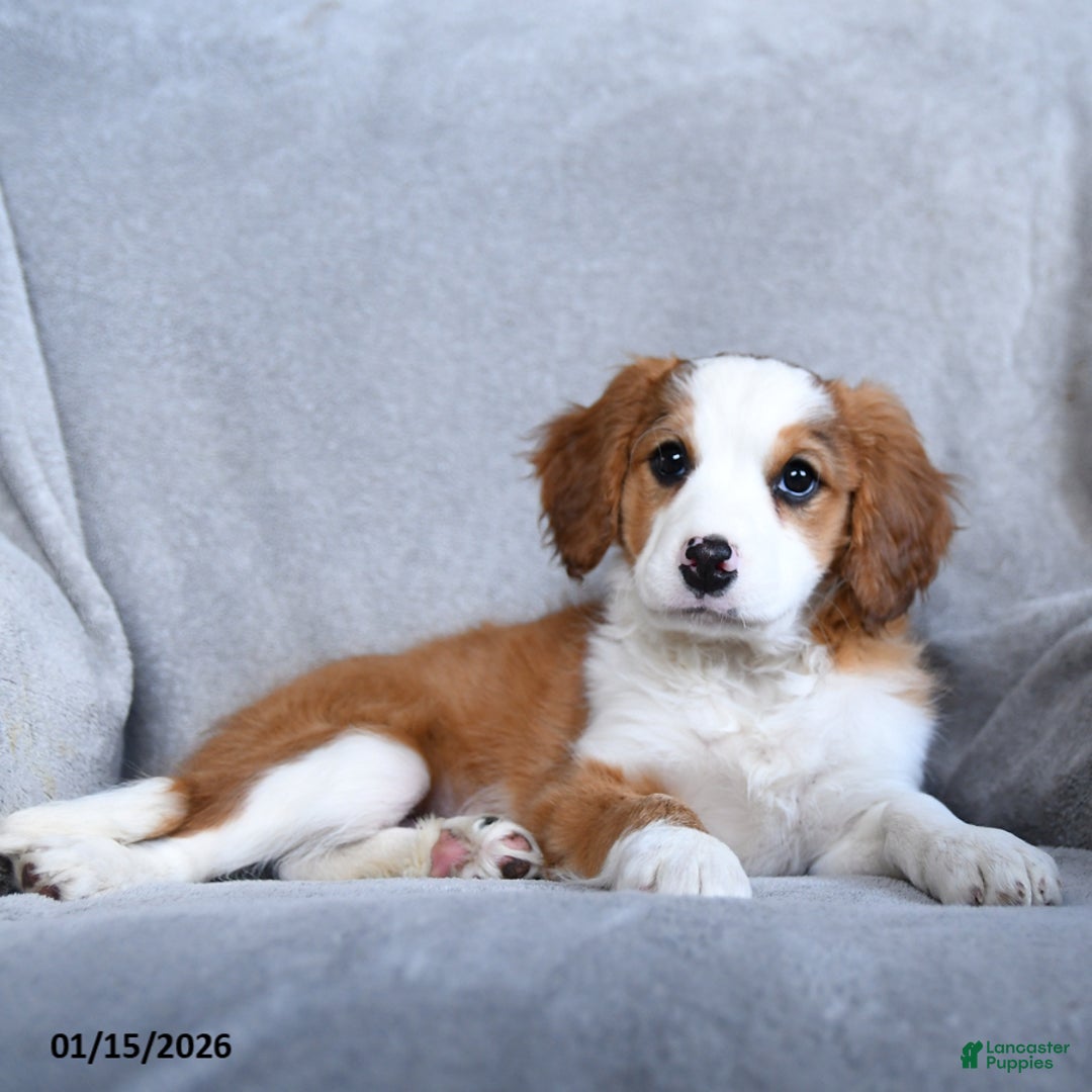 Mixed Breed dogs for sale: Benji - Ad 3