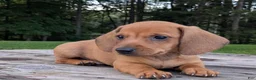 Dachshund dogs for sale: Milo - Ad 5