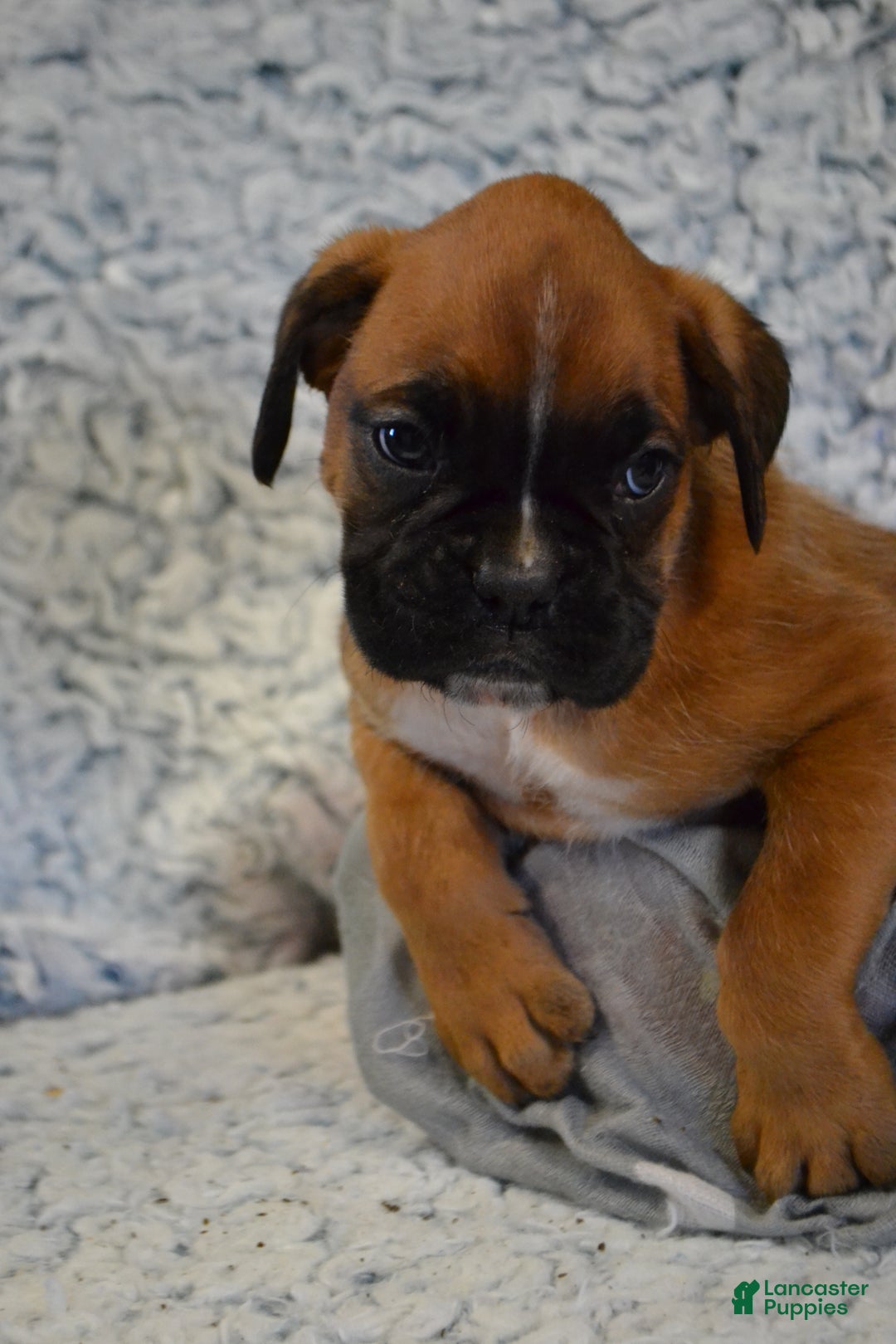 Boxer dogs for sale: Reese - Ad 4