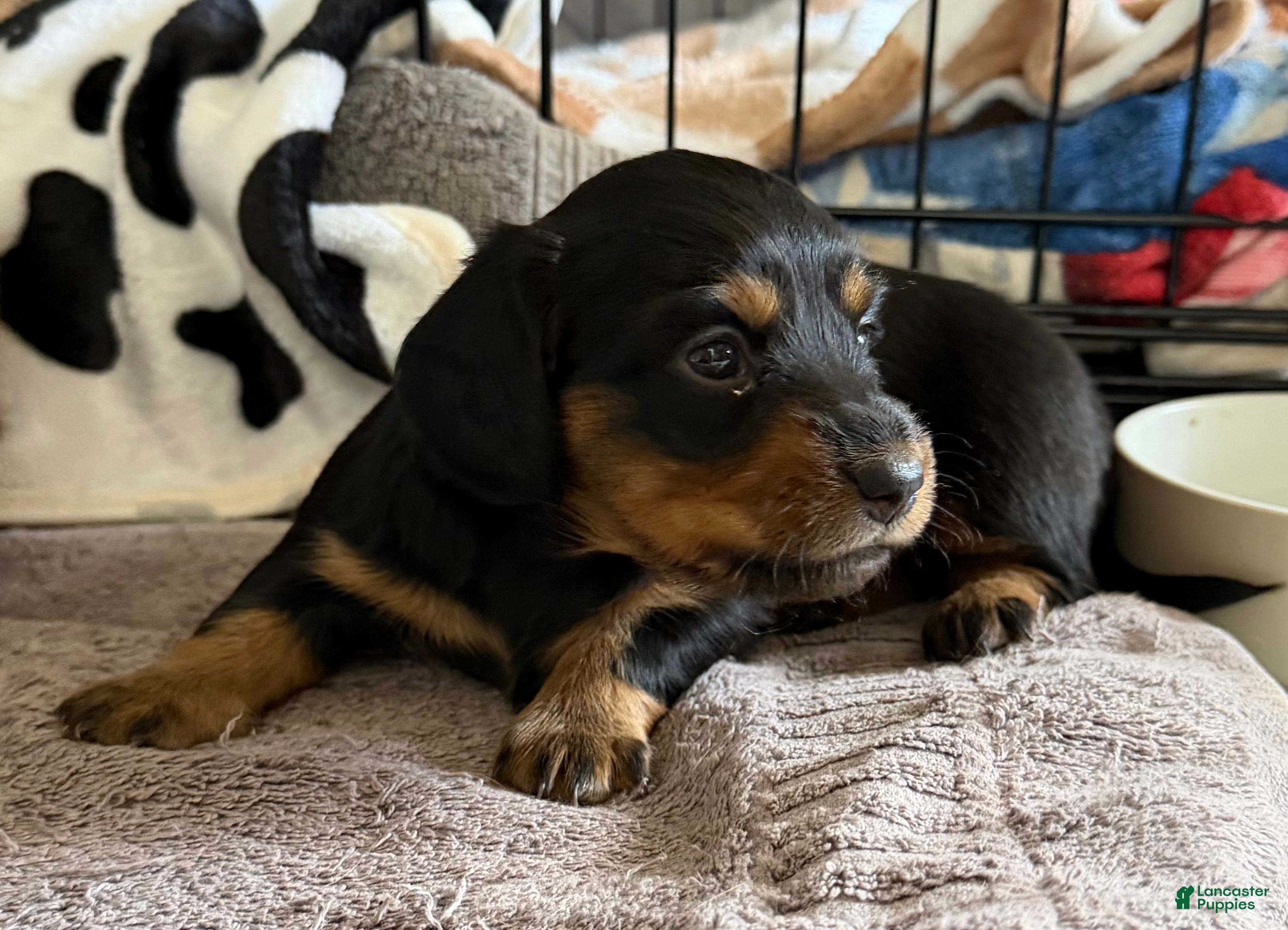 Dachshund dogs Cash - Ad 2