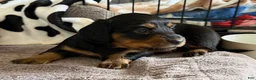 Dachshund dogs for sale: Cash - Ad 2