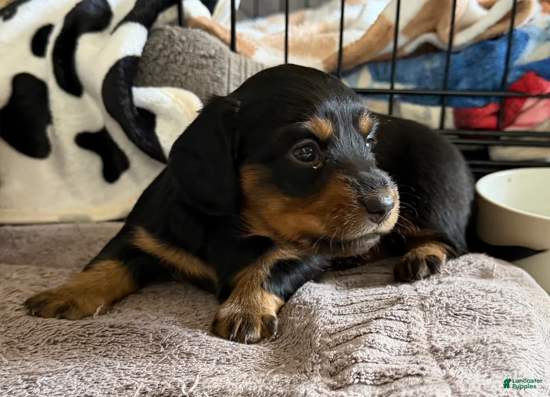 Dachshund dogs for sale: Cash - Ad 2