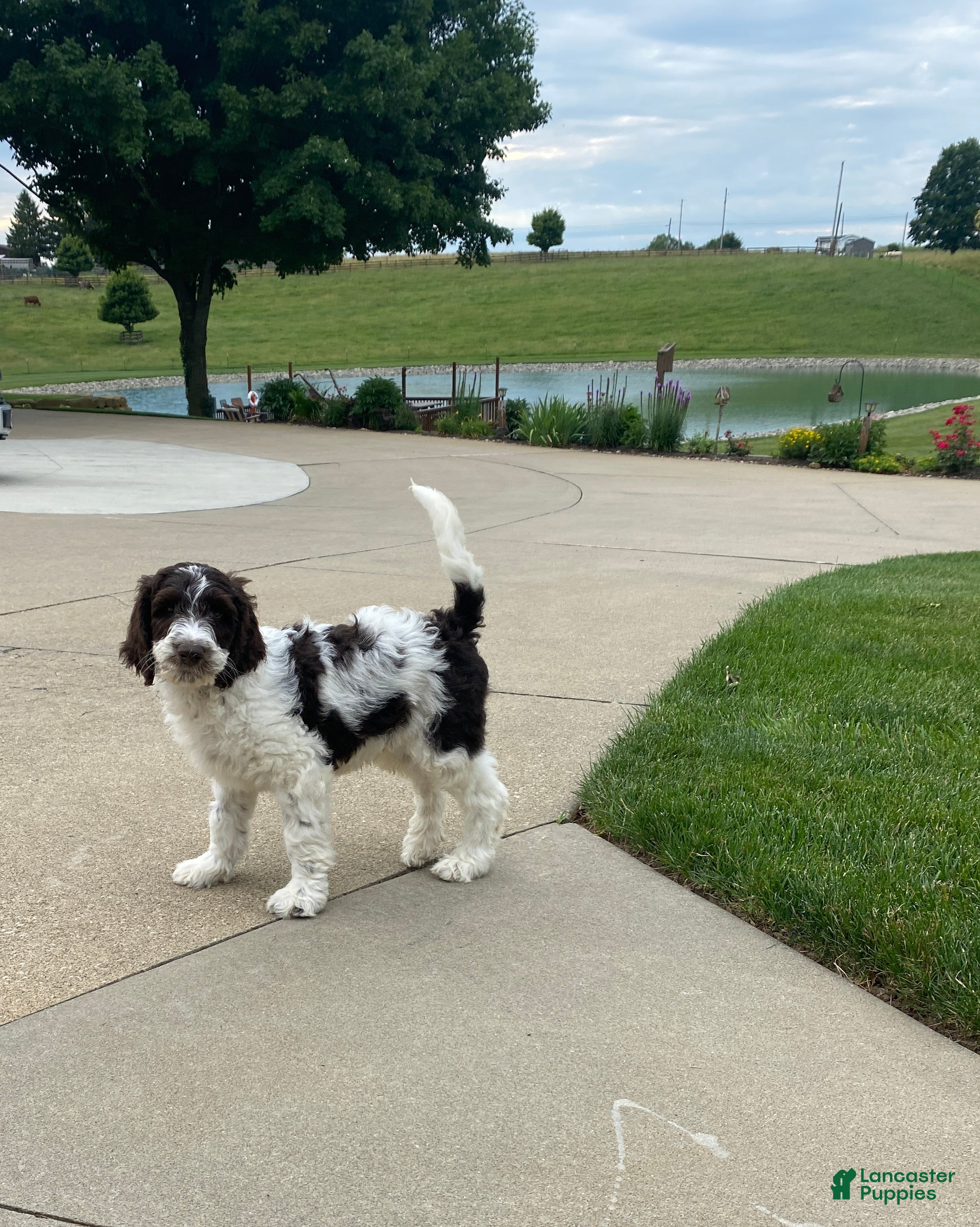 Labradoodle dogs  F1bb Baxter - Ad 2