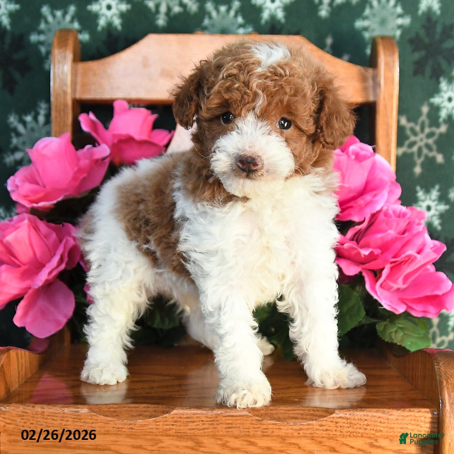 Toy Poodle dogs Ricky  - Ad 2