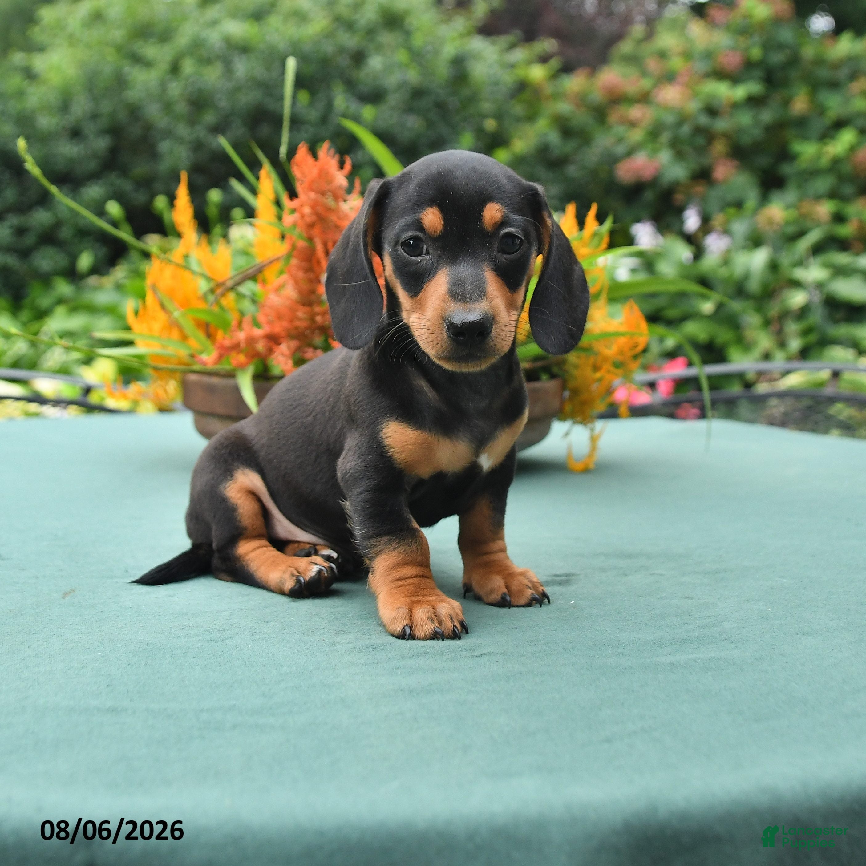 Dachshund dogs Tyler - Ad 1