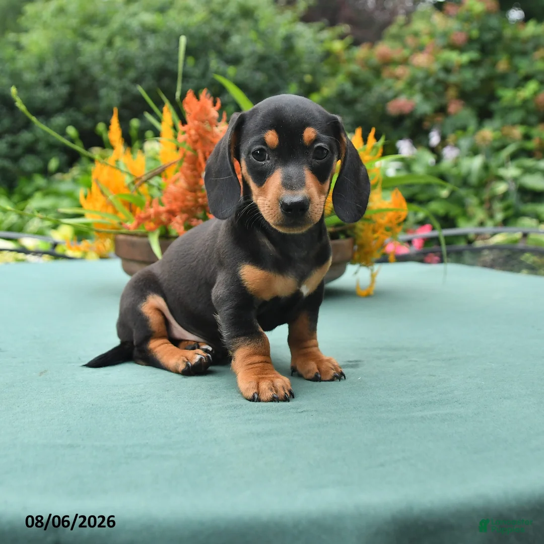 Dachshund dogs for sale: Tyler - Ad 1