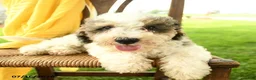Mini Bernedoodle dogs for sale: Cara  - Ad 4