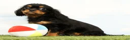 Cavalier King Charles Spaniel dogs for sale: Nova - Ad 1