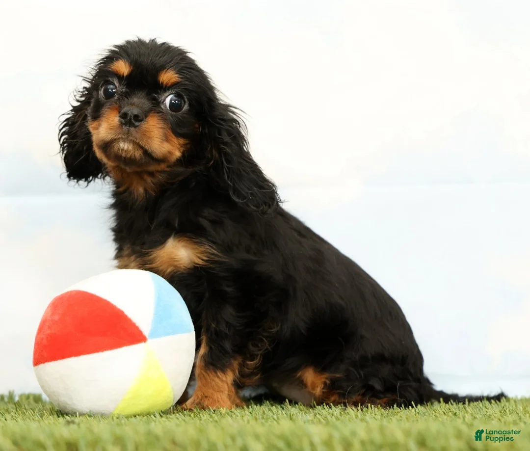 Cavalier King Charles Spaniel dogs for sale: Nova - Ad 1