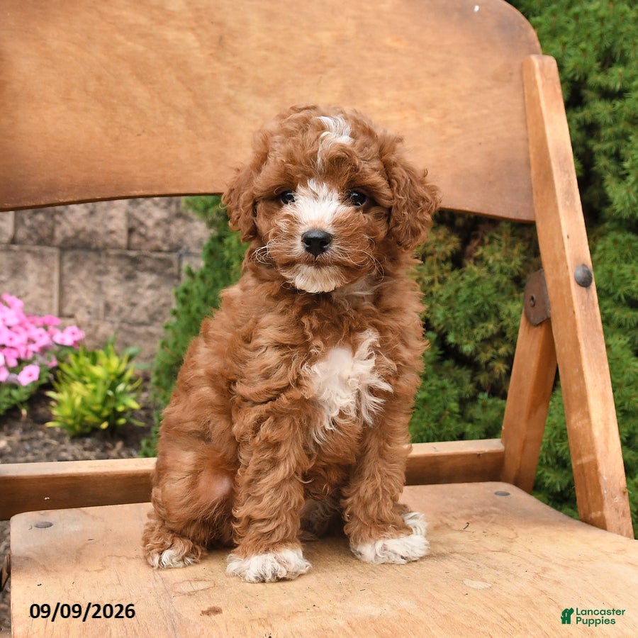 Miniature Poodle dogs Scout - Ad 2
