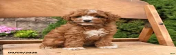 Miniature Poodle dogs for sale: Scout - Ad 2